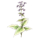 �q�L�I�R�V