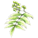 �T���V���E